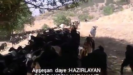 YÜREK YAKAN KÜRTÇE MÜZÎK ŞARKI AYŞEŞAN DENGBEJİ UZUN HAVA XERÎBÎM DAYE KANİYA KEWA MUŞ 2016