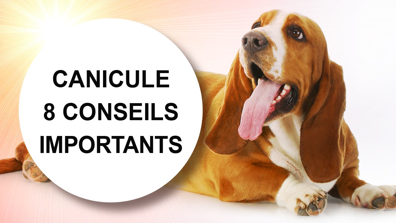 [Conseil véto] Canicule : 8 conseils importants pour le chien et le chat