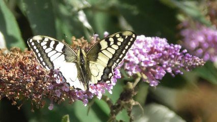Grande marée Baie de Saint Brieuc 21  août 2016