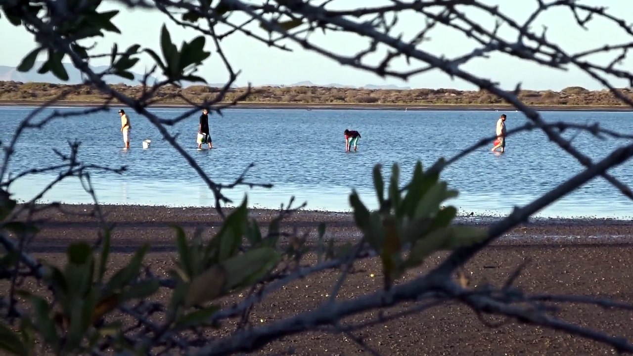 Clam pickers in La Paz