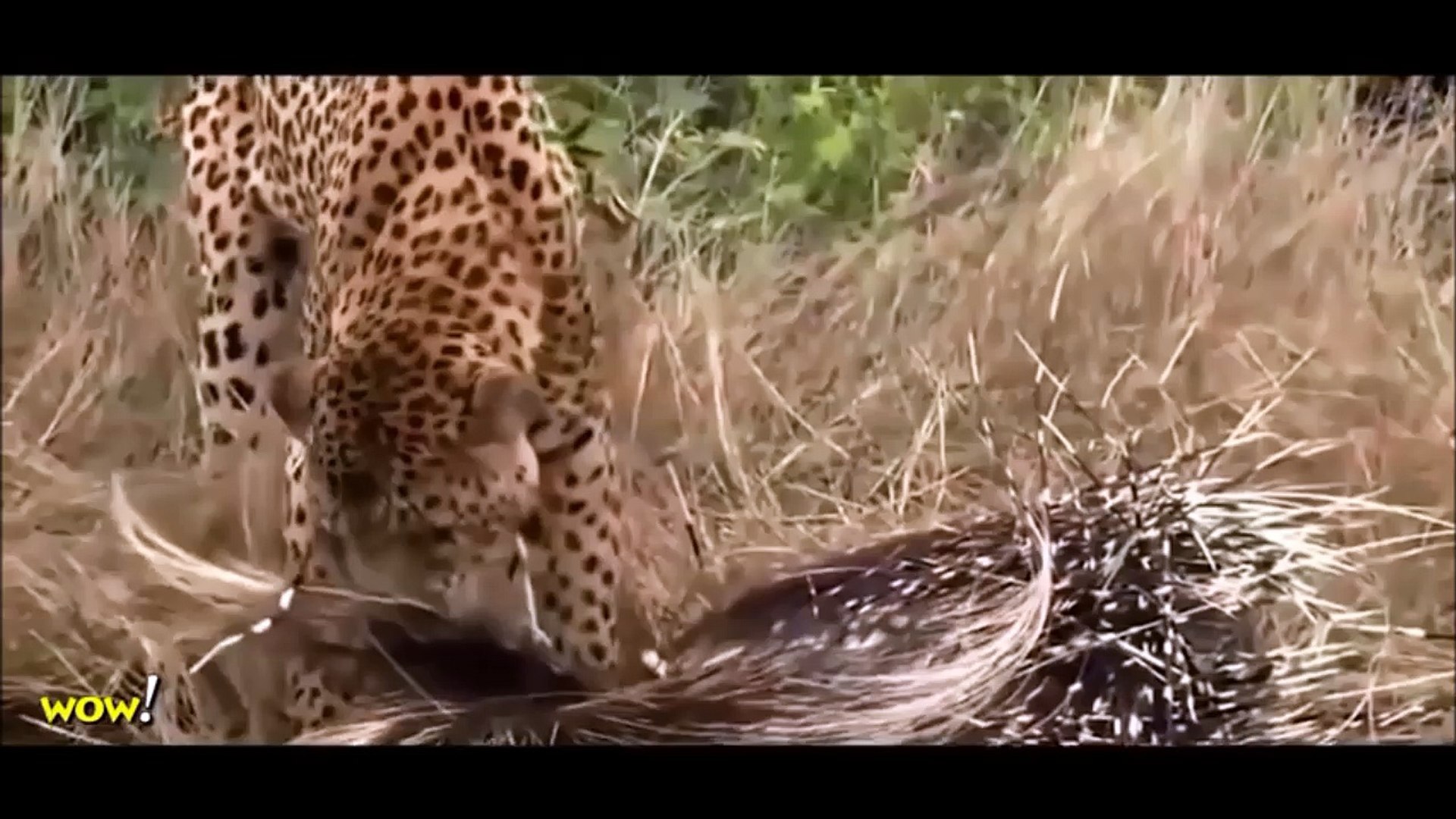Amazing Wild Animal Attacks # Leopard vs Porcupine vs Lion, Bear & Giant Anaconda - Survival