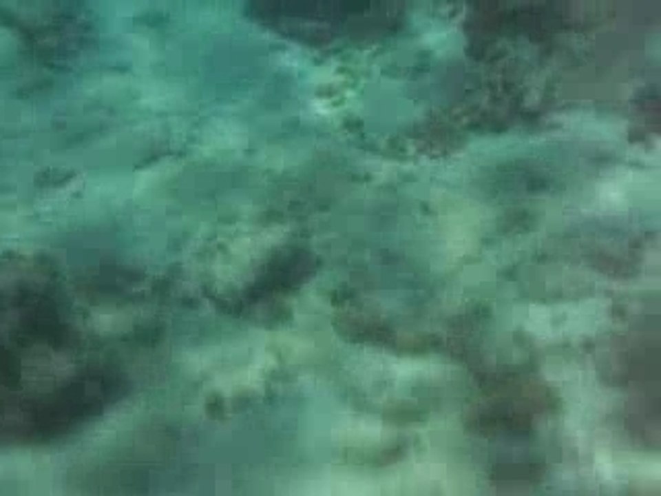 Raie pastenague mer rouge