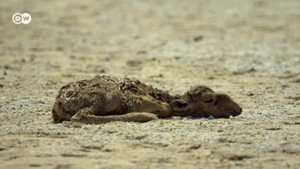 В чем причина массовой гибели сайгаков в Казахстане? (26.08.2016)