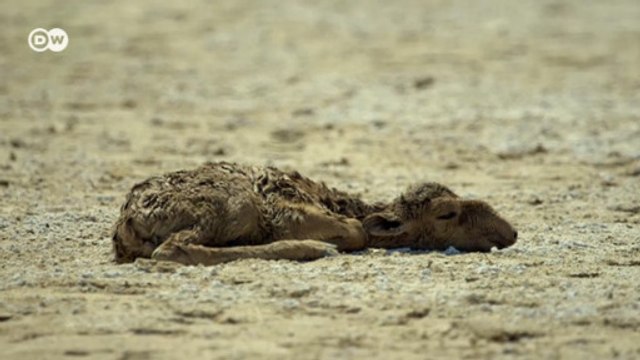 В чем причина массовой гибели сайгаков в Казахстане? (26.08.2016)