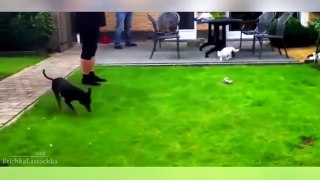 Funny Cat Videos 2016 - You Can't Stop Laughing [Part 1]