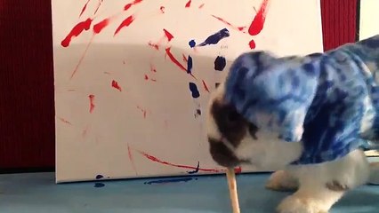 Rencontre avec Bini, le lapinou le plus génial de toute la planète !