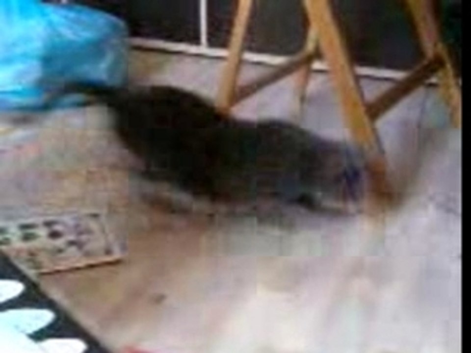 Latak du tigre lol