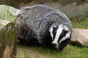 BBC Radio Wiltshire - Sue Davies 23Aug16 - Wiltshire not part of badger cull