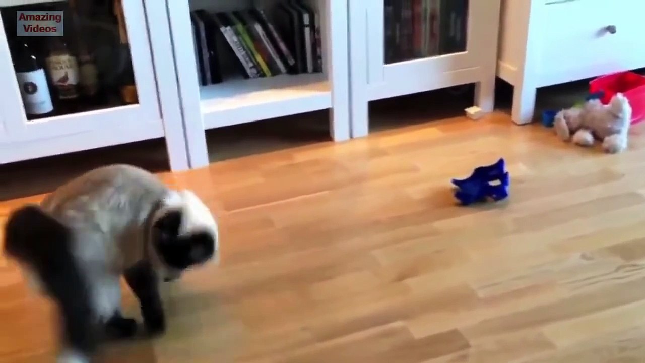 Funny Cat Jump