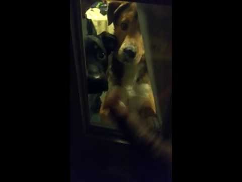 Troublesome Pups Lock Their Owner Outside