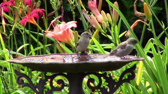 Oiseaux de nos jardins-1ère partie