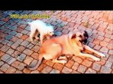 Animal Mating Fail Compilation - Funny Mating animal videos- funny videos