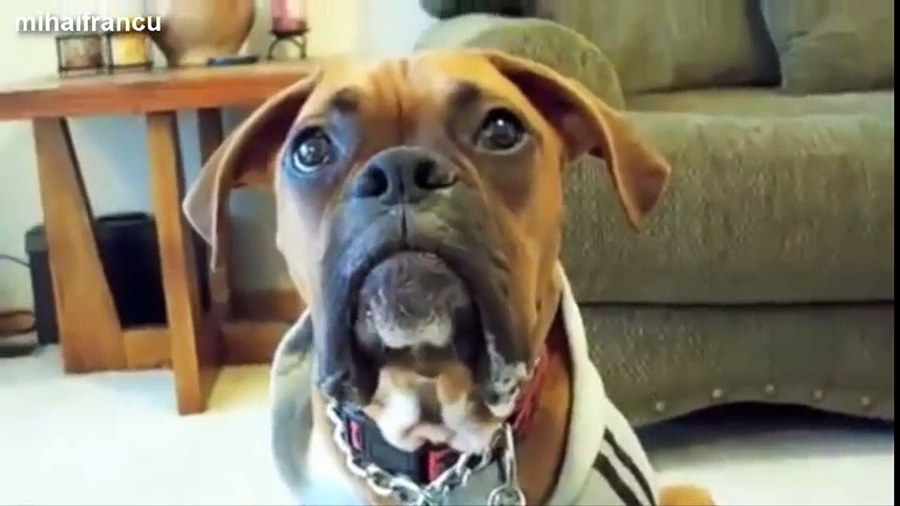 Funny Talking Dogs Compilation 2014 - Talking Dog Videos !