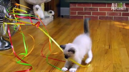 Kittens Befriend German Shepherd   Too Cute !