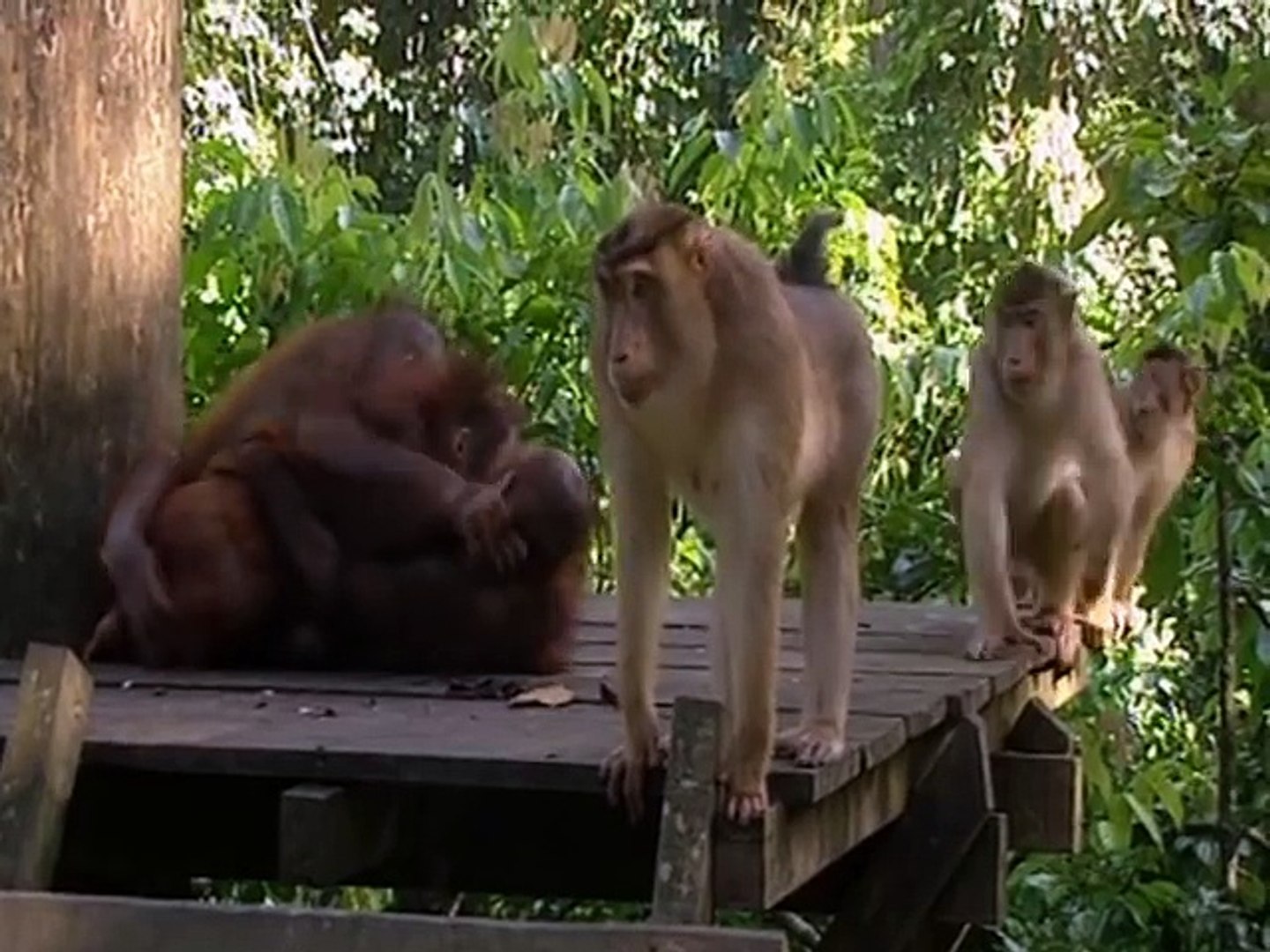 Little baby orangutans get scared !