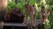 Little baby orangutans get scared !