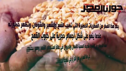 هل سمحت الحكومة المصرية بإدخال شحنات من القمح المسرطن إلى البلاد؟