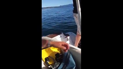 Orcas hunting seal jumps in boat(combined video)