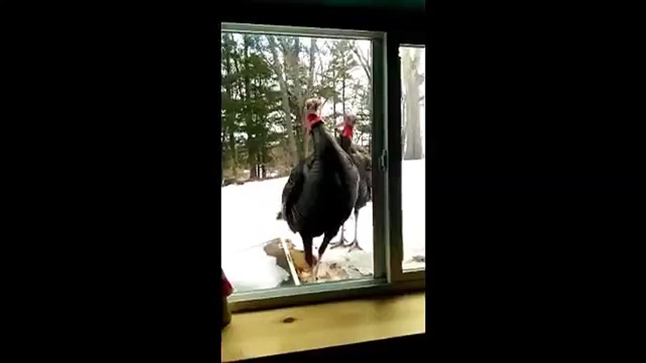 Wild turkeys knocking on the window
