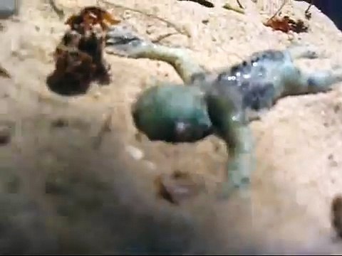 Live Mermaid Alien sea creature found on the beach