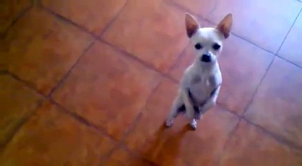 Funny Dog Salsa Dancing