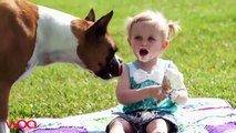 Baby Eating With Dogs So Funny Dog loves Baby Compilation