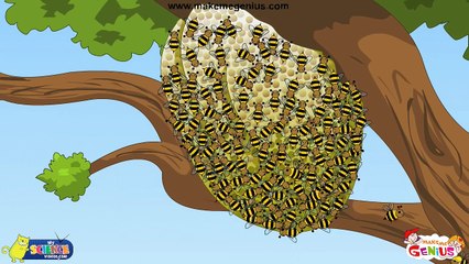 Animals  Homes, Birds  Nests - for Kids