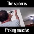 Homem enfrenta tarântula gigante que encontrou na parede da sua casa