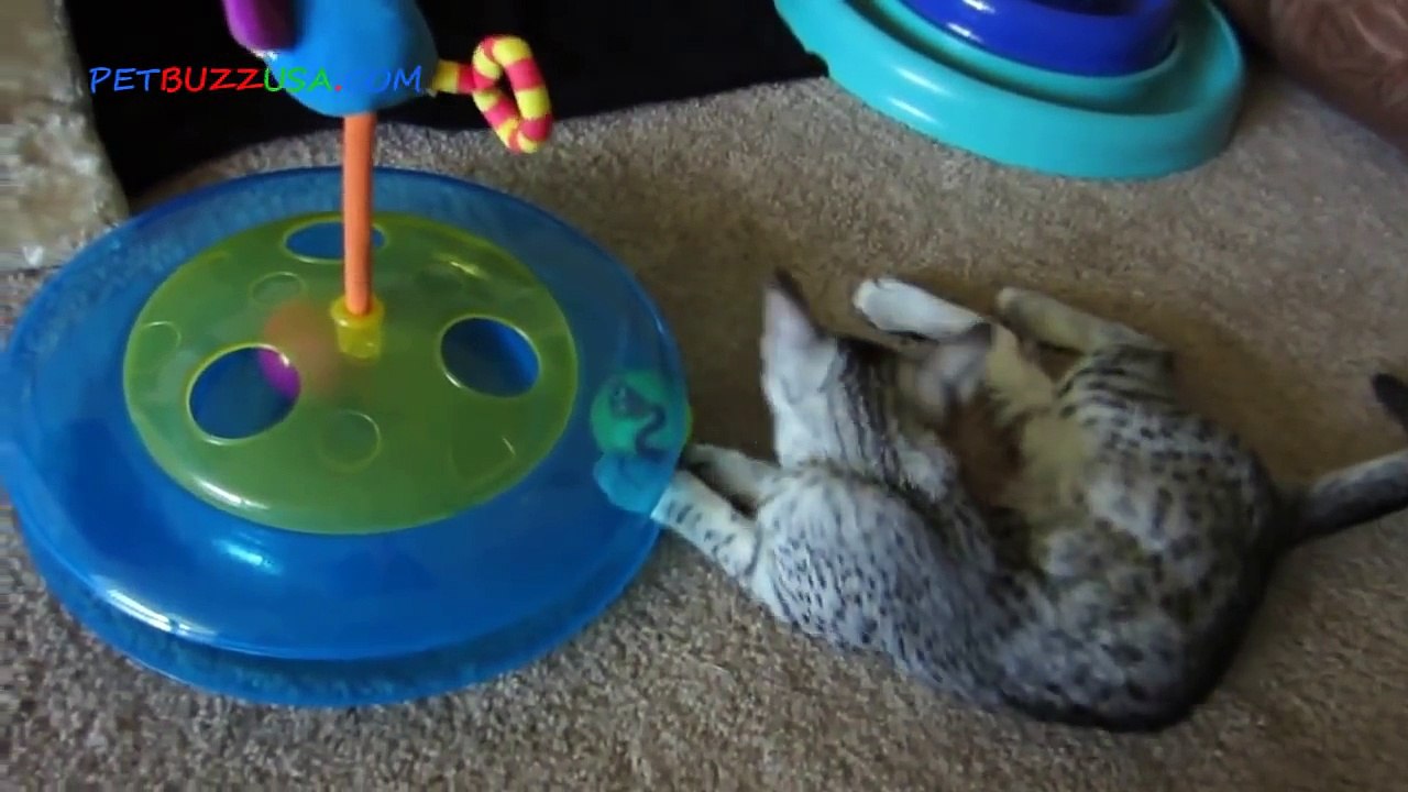 Funny videos Cats 2014 - Fails Compilation 2014[4]