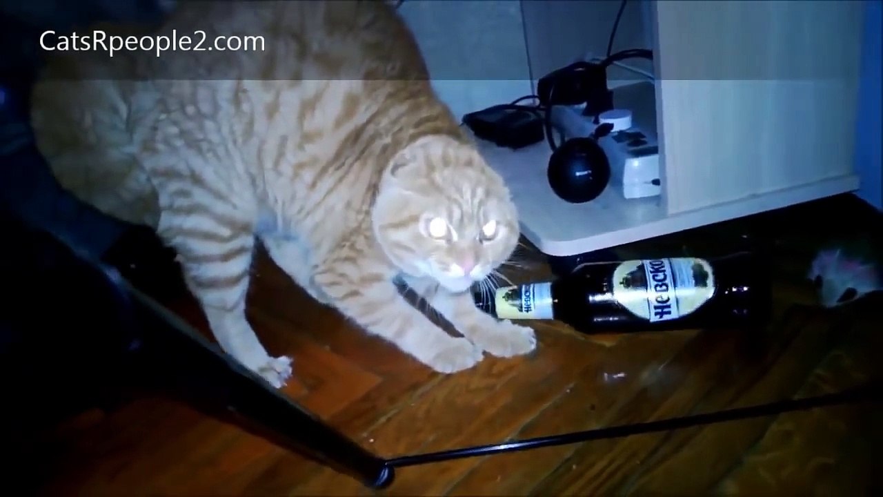 Funny videos Cats 2014 - Fails Compilation 2014[2]