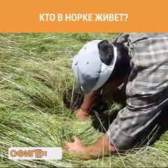 Кто в норке живет?