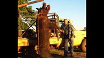 Giant Wild Boar Hunt _ Top 10 Biggest Wild Boar Hunt