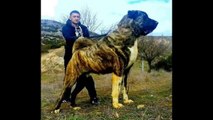 TOP 10 STRONGEST GUARDS DOGS IN THE WORLD'S