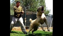 TOP 10 STRONGEST DOGS _ GIANT DOGS 2016