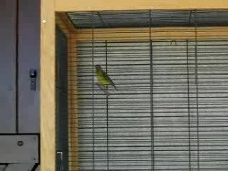 Serin du mozambique
