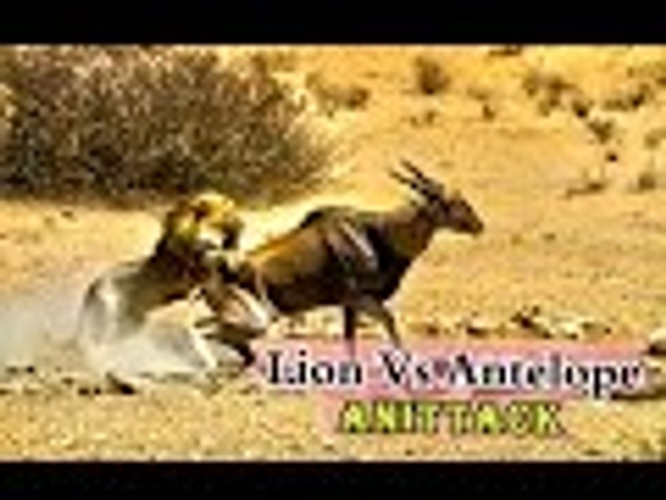 lion vs antelope best attack compilations ever HD
