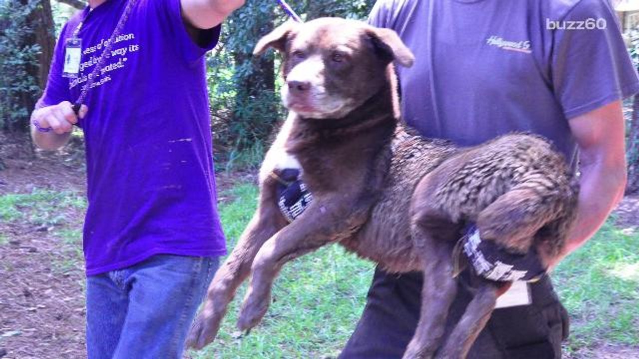 Rescued Pets From the Louisiana Floods Have Nowhere to Go