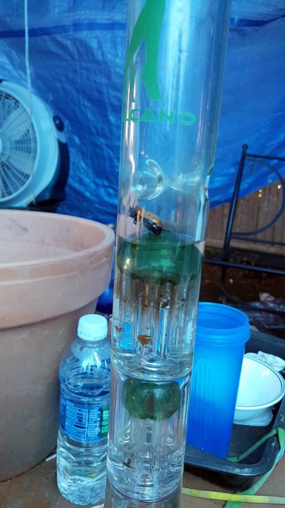 Beetle Bong