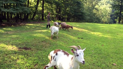 Herding Goats