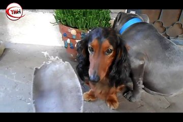 Bil bakalım terliği kim yedi