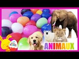 Apprendre les animaux - compétition des couleurs - Oeufs surprises - Titounis - Touni Toys