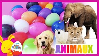 Apprendre les animaux - compétition des couleurs - Oeufs surprises - Titounis - Touni Toys