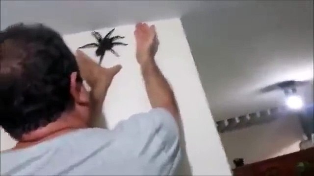 Comment attraper une énorme araignée chez soi ? Vive les Migales !