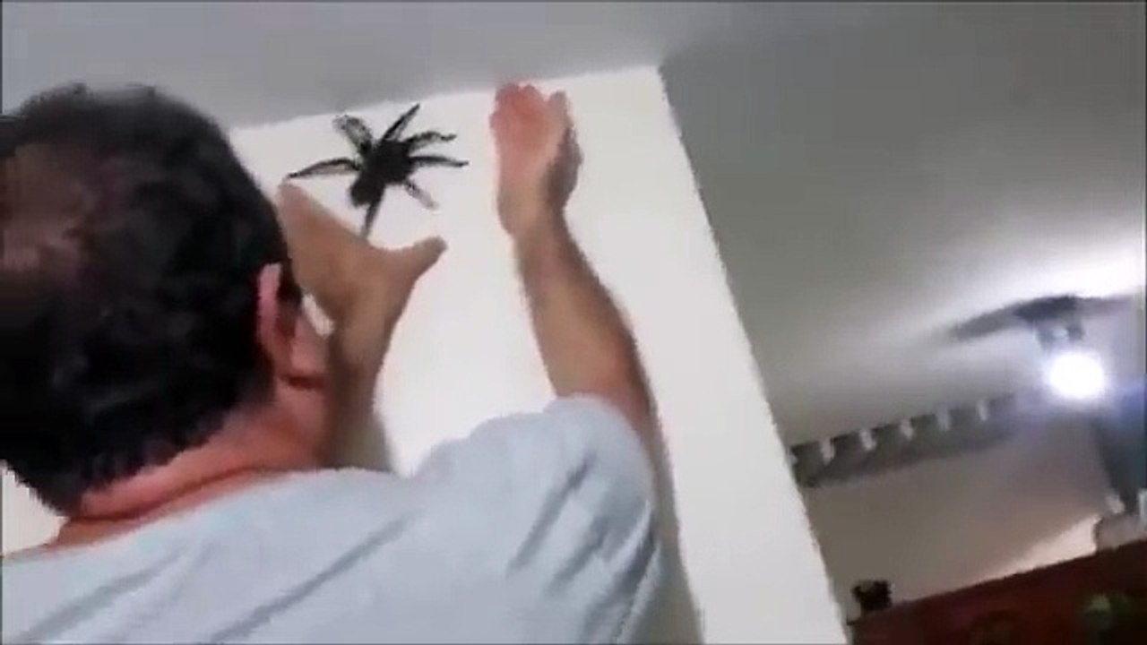 Comment attraper une énorme araignée chez soi ? Vive les Migales !
