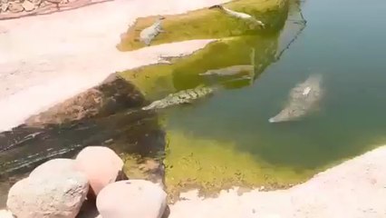 крокодилы развлекаются