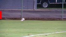 skunk causes football game to be delayed