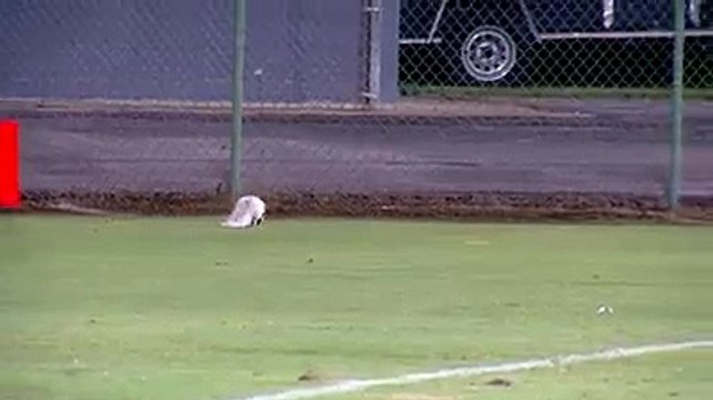 skunk causes football game to be delayed