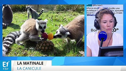 Download Video: Canicule : effacé le chacun pour soi !