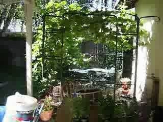 How TO Plant A Hanging Basket