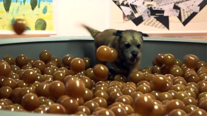 La première galerie d'art contemporain pour chiens